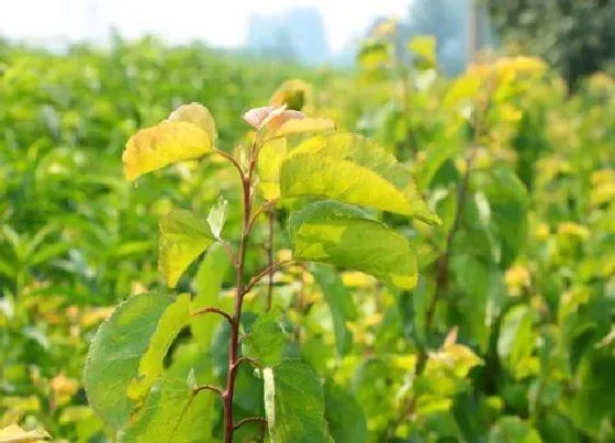 植物病害|杏树黄叶病的原因及治疗处理方法