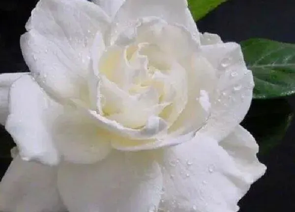 植物移栽|栀子花什么时候移栽最好
