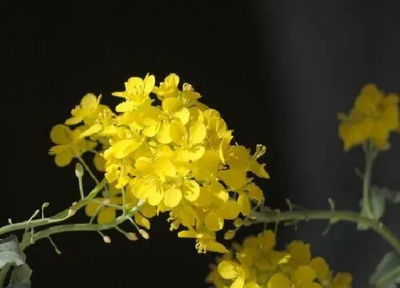 食用须知|白菜开花了还能吃吗