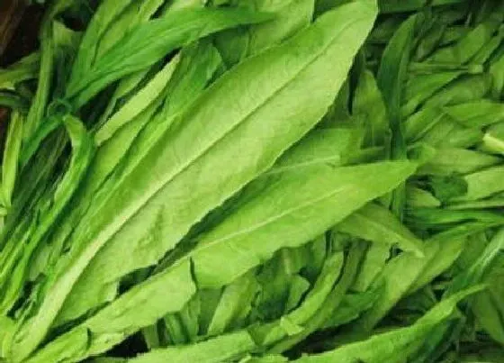 植物排行|油麦菜哪个品种好
