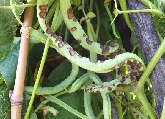 植物病害|豆角的炭疽病发病原因 用什么药治疗好