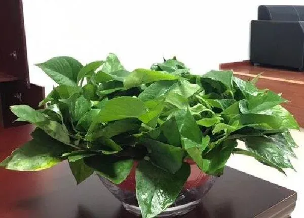 植物浇水|绿萝可以浇啤酒水吗