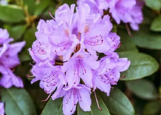 植物排行|小灌木植物有哪些