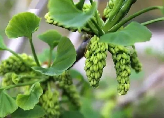 开花时间|银杏树什么时候开花 花期多长时间