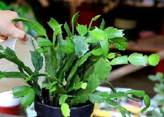 不开花|蟹爪兰为什么不开花 不开花原因及解决方法