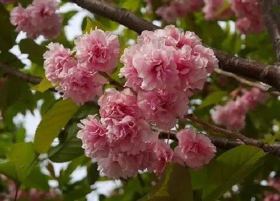 开花时间|海棠花几点钟开花