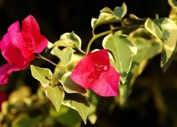 植物浇水|三角梅怎么浇水方法