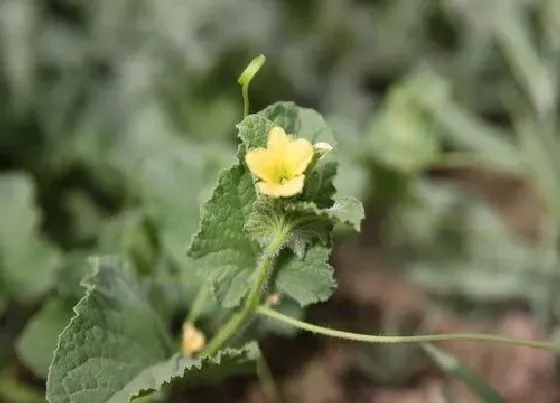 种植方法|哈密瓜授粉时间与方式方法