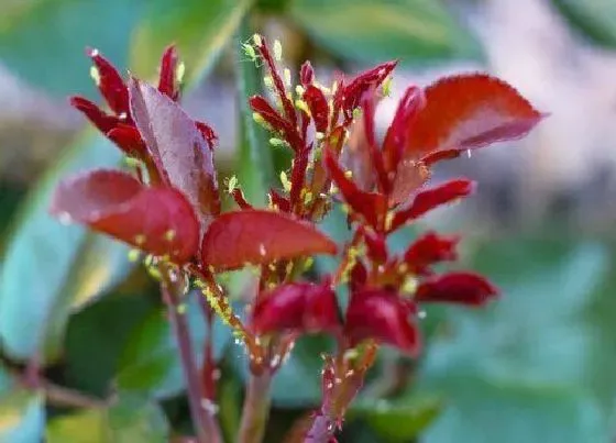 植物虫害|花上有腻虫用什么方法去除（腻虫除了药还有什么小妙招）