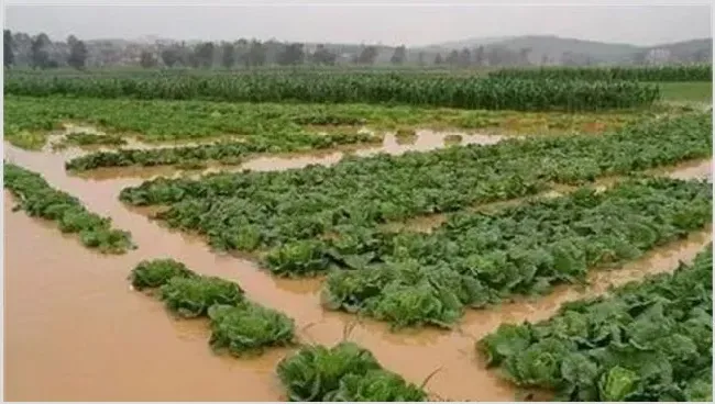 暴雨后蔬菜怎么护理 | 种植资料