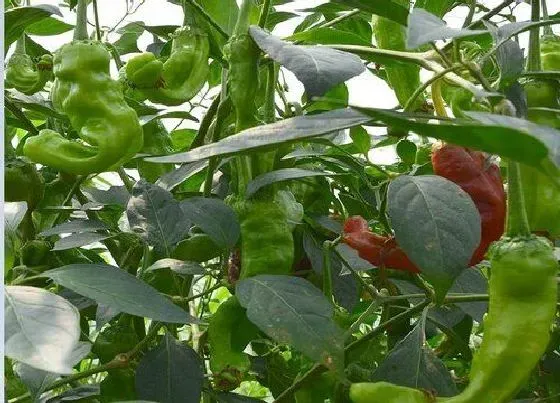 种植管理|辣椒什么时候种植最好