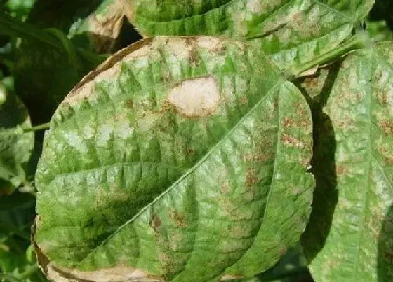 植物病害|冬瓜炭疽病发病原因及治疗方法