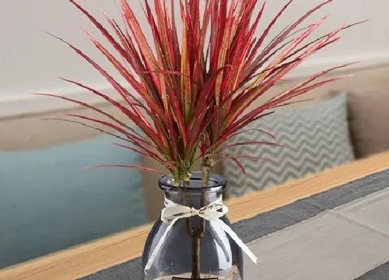 植物种类|观叶盆栽有哪些 观叶盆景常见植物有哪些
