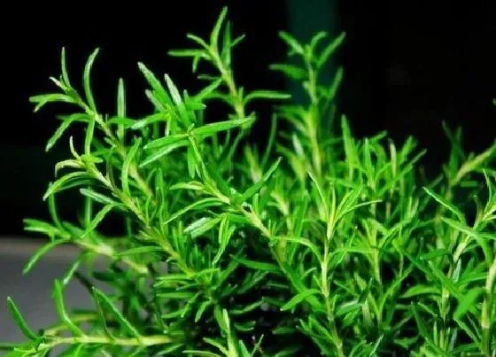 植物百科|耐养的花卉有哪些
