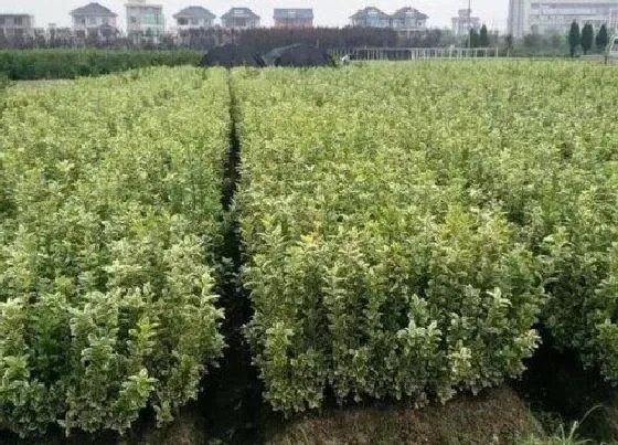 冬天植物|金边黄杨耐寒吗