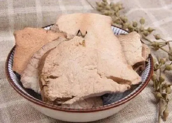 食用科普|土茯苓是热性还是凉性