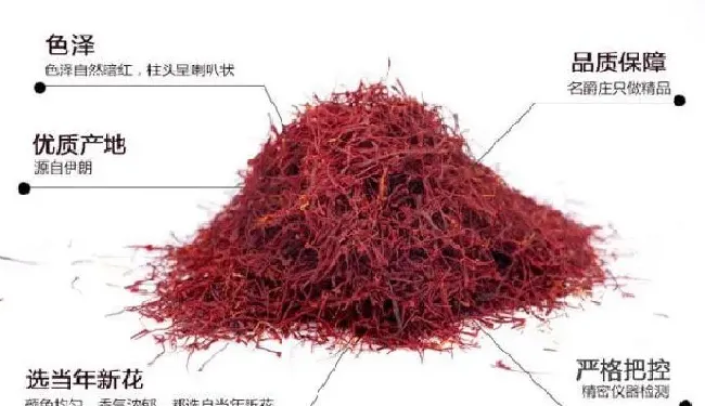 植物泡水|正宗藏红花泡水是什么颜色（真的上等藏红花水的颜色）