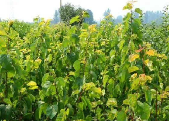 植物病害|杏树黄叶病的原因及治疗处理方法
