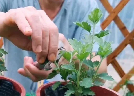 植物修剪|菊花夏天可以剪枝吗 什么时候剪枝不影响开花