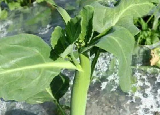 种植管理|芥兰几月份种植最好 种植时间及方法