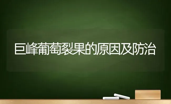 巨峰葡萄裂果的原因及防治 | 瓜果种植