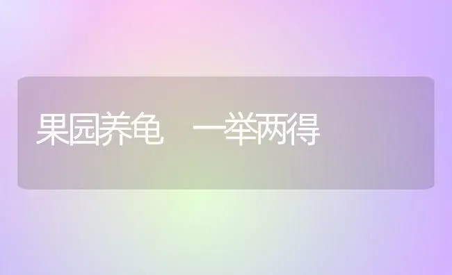 果园养龟 一举两得 | 瓜果种植
