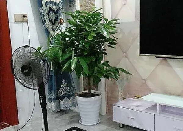 养殖科普|幸福树用什么盆好