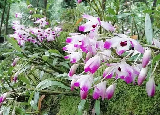 植物百科|铁皮石斛开花吗 开的什么样的花