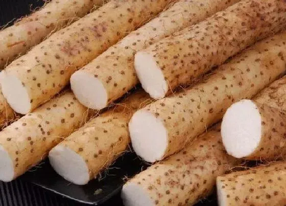 食用须知|山药变黄了还能吃吗 山药放久了变黄可以吃吗