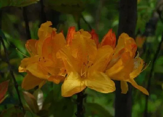 植物种类|最漂亮的杜鹃花品种 什么品种杜鹃花最好看