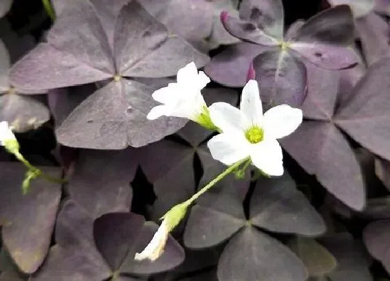 植物百科|酢浆草耐阴吗