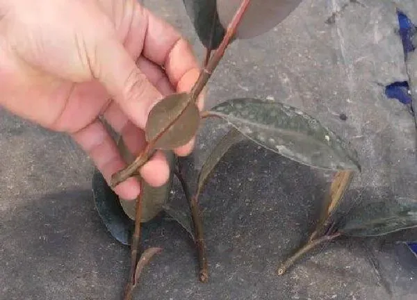 植物扦插|橡皮树的扦插方法和注意事项 什么季节扦插效果好