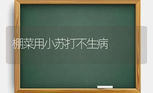 棚菜用小苏打不生病 | 蔬菜种植