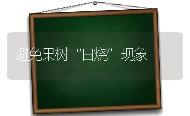 避免果树“日烧”现象 | 瓜果种植