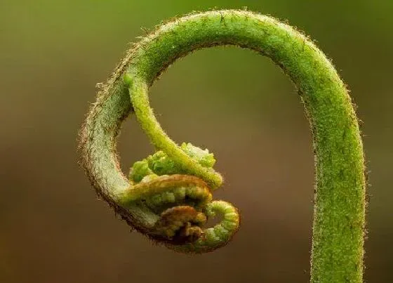 植物百科|蕨菜又叫什么菜