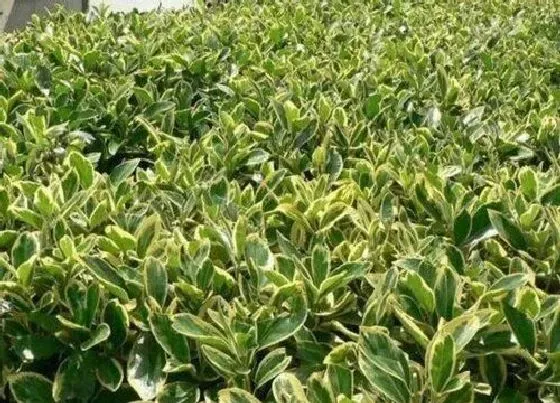 冬天植物|金边黄杨耐寒吗