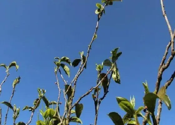 植物百科|藤条是什么植物类别