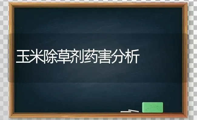 玉米除草剂药害分析 | 粮油作物种植