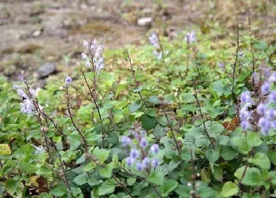 植物百科|长毛草是什么草