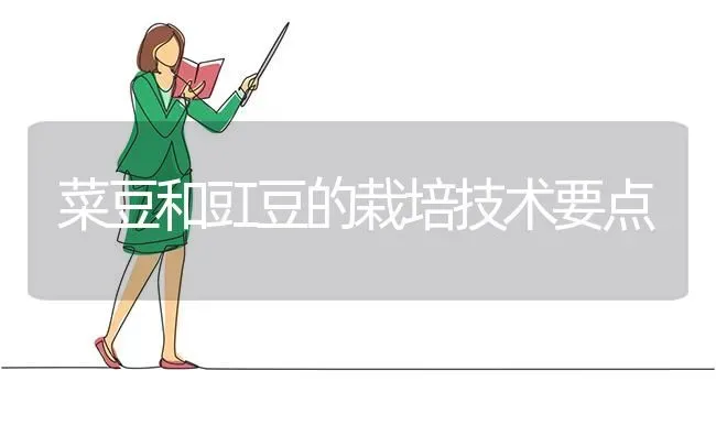 菜豆和豇豆的栽培技术要点 | 蔬菜种植