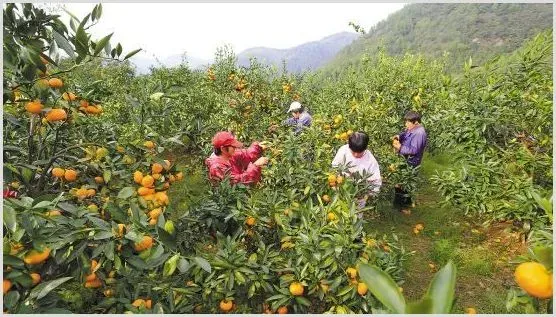 5月果园农事要点安排 | 自然知识