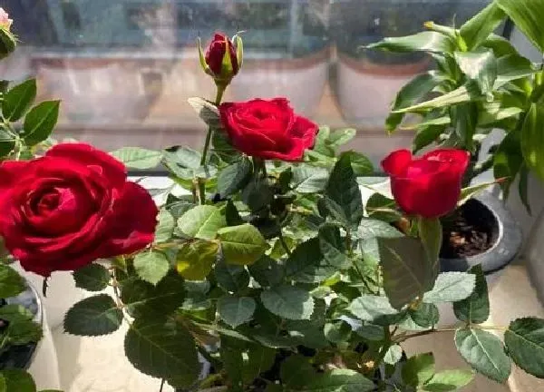 植物扦插|玫瑰花插枝能活吗