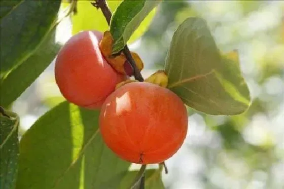 种植管理|柿子树几年结果实 种植多久才能开花挂果