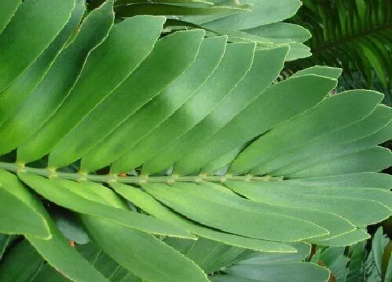 植物百科|苏铁是什么植物