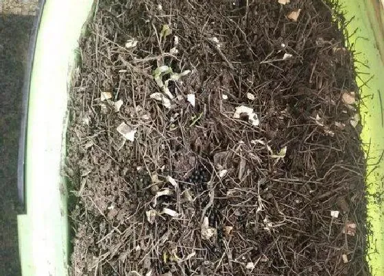 植物播种|韭菜什么时候播种最好