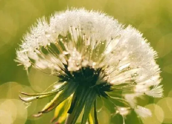 种植管理|蒲公英几月份种合适