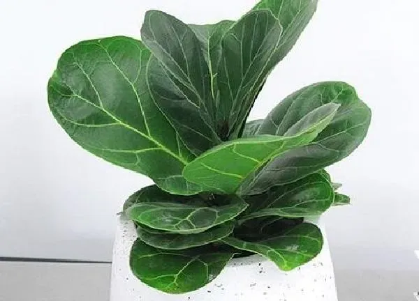植物浇水|琴叶榕怎么浇水  养护多久浇一次水