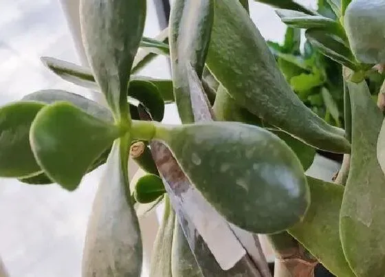 植物修剪|玉树冬天可以剪枝吗