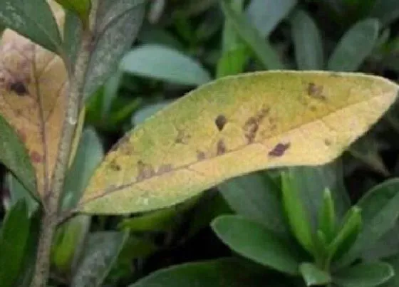 植物病害|杜鹃花炭疽病的发病原因及治疗方法