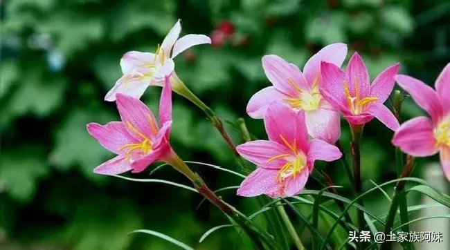 植物繁殖|盆栽韭菜花怎么繁殖，韭菜兰繁殖方法如下）